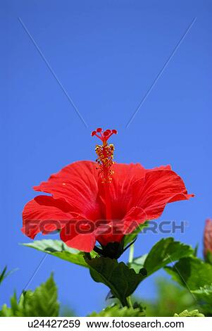 Stock Photo - Hibiscus. Fotosearch