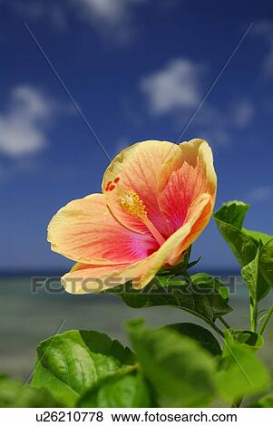 Stock Photo - Hibiscus. Fotosearch