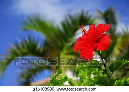 Stock Photograph - Hibiscus. Fotosearch