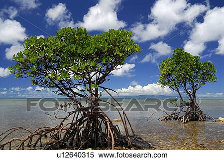 Stock Photography - Mangrove. Fotosearch