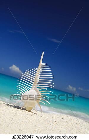 Stock Photo - Spiny woodcock. Fotosearch