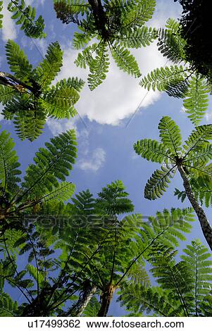 Subtropical plant View Large Photo Image Stock Image - Subtropical plant. Fotosearch