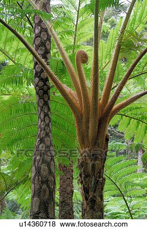 Subtropical plant View Large Photo Image Stock Photo - Subtropical plant. Fotosearch