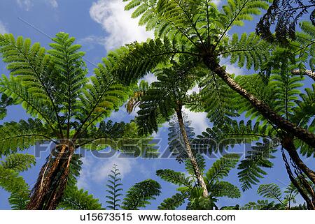 Stock Photography - Subtropical plant. Fotosearch