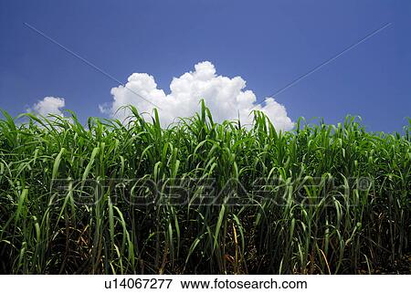 Sugarcane View Large Photo Image Stock Photo - Sugarcane. Fotosearch