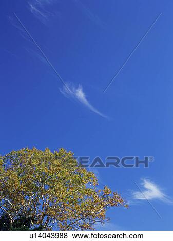 Birch tree, Shiga Plateau, Nagano Prefecture, Japan View Large Photo Image Stock Photo - Birch tree, Shiga Plateau, Nagano Prefecture, Japan. Fotosearch
