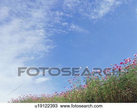 Cosmos flowers, Saku, Nagano Prefecture, Japan View Large Photo Image Stock Image - Cosmos flowers, Saku, Nagano Prefecture, Japan. Fotosearch