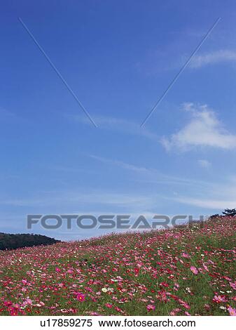 Cosmos flowers, Saku, Nagano Prefecture, Japan View Large Photo Image Stock Photography - Cosmos flowers, Saku, Nagano Prefecture, Japan. Fotosearch