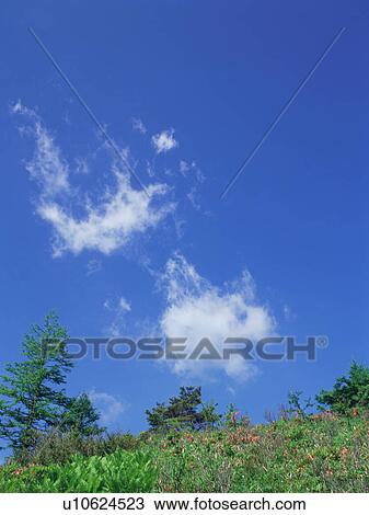 Stock Image - Green field and blue sky. Fotosearch