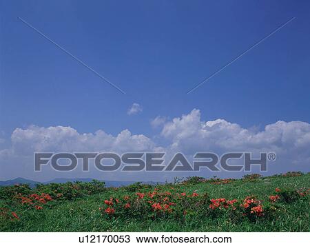 Japanese azalea growing in field View Large Photo Image Stock Image - Japanese azalea growing in field. Fotosearch