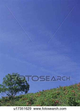 Japanese azalea growing in field View Large Photo Image Stock Photo - Japanese azalea growing in field. Fotosearch