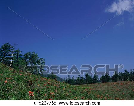 Japanese azalea growing in field View Large Photo Image Stock Photography - Japanese azalea growing in field. Fotosearch