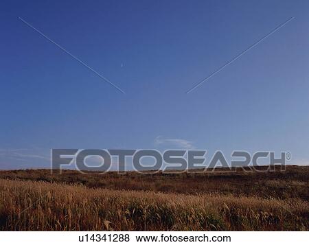 Stock Photo - Japanese silver grass, Kirigamine, Nagano Prefecture, Japan. Fotosearch