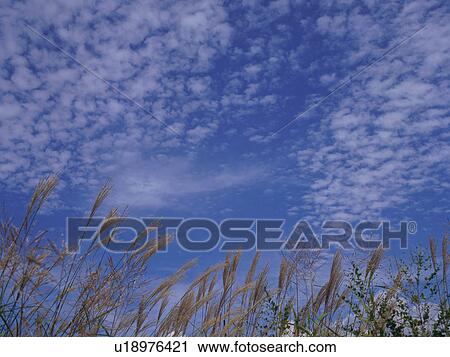 Stock Image - Japanese silver grass, Nobeyama Plateau, Nagano Prefecture, Japan. Fotosearch