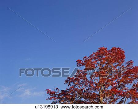 Maple tree, Nikko, Tochigi Prefecture, Japan View Large Photo Image Stock Image - Maple tree, Nikko, Tochigi Prefecture, Japan. Fotosearch