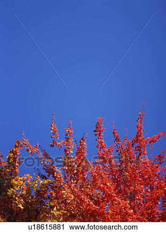 Maple trees, Shiga Plateau, Nagano Prefecture, Japan View Large Photo Image Stock Image - Maple trees, Shiga Plateau, Nagano Prefecture, Japan. Fotosearch