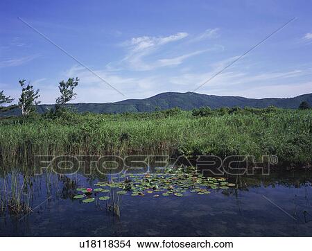 Pond in Tashirodaira, Aomori Prefecture, Japan View Large Photo Image Picture - Pond in Tashirodaira, Aomori Prefecture, Japan. Fotosearch