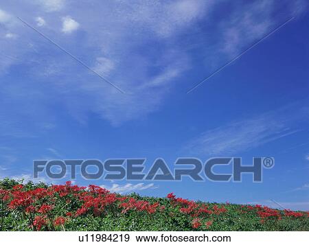 Red spider lilies, Kawashima, Saitama Prefecture, Japan View Large Photo Image Stock Photo - Red spider lilies, Kawashima, Saitama Prefecture, Japan. Fotosearch