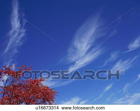 Picture - Rowan tree in Gunma Prefecture, Japan. Fotosearch