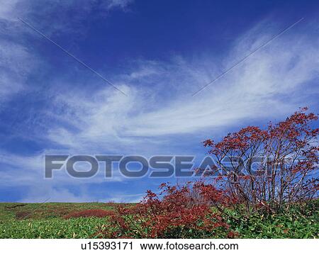 Rowan tree in Gunma Prefecture, Japan View Large Photo Image Stock Image - Rowan tree in Gunma Prefecture, Japan. Fotosearch
