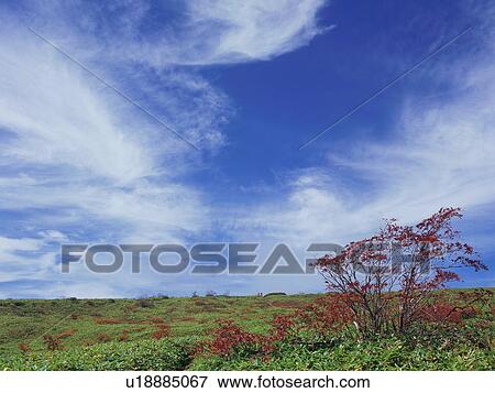 Rowan tree in Gunma Prefecture, Japan View Large Photo Image Stock Photo - Rowan tree in Gunma Prefecture, Japan. Fotosearch