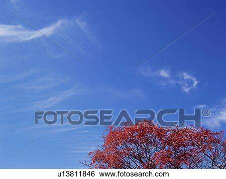 Rowan tree in Gunma Prefecture, Japan View Large Photo Image Stock Photograph - Rowan tree in Gunma Prefecture, Japan. Fotosearch