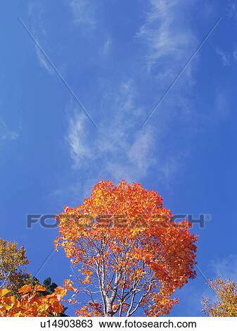 Silver birch and maple trees, Shiga Plateau, Nagano Prefecture, Japan View Large Photo Image Stock Image - Silver birch and maple trees, Shiga Plateau, Nagano Prefecture, Japan. Fotosearch