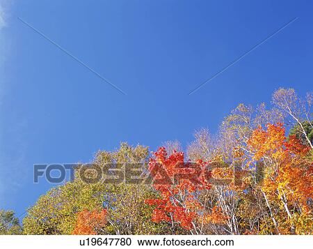 Silver birch and maple trees, Shiga Plateau, Nagano Prefecture, Japan View Large Photo Image Stock Image - Silver birch and maple trees, Shiga Plateau, Nagano Prefecture, Japan. Fotosearch