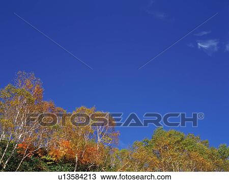 Stock Image - Silver birch trees, Shiga Plateau, Nagano Prefecture, Japan. Fotosearch