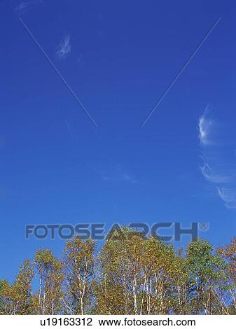 Silver birch trees, Shiga Plateau, Nagano Prefecture, Japan View Large Photo Image Stock Image - Silver birch trees, Shiga Plateau, Nagano Prefecture, Japan. Fotosearch