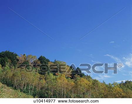 Silver birch trees, Shiga Plateau, Nagano Prefecture, Japan View Large Photo Image Stock Photo - Silver birch trees, Shiga Plateau, Nagano Prefecture, Japan. Fotosearch