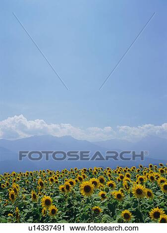 Sunflowers growing in field in Yamanashi Prefecture, Japan View Large Photo Image Stock Image - Sunflowers growing in field in Yamanashi Prefecture, Japan. Fotosearch