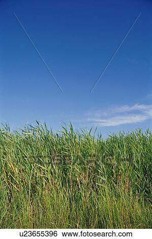 Stock Photograph - Tall grass and sky. Fotosearch