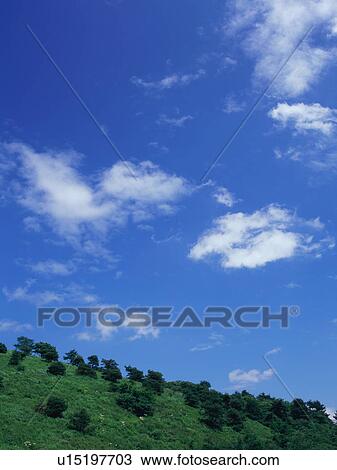 Trees in field View Large Photo Image Stock Image - Trees in field. Fotosearch