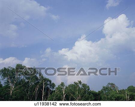 Stock Image - White birch trees. Fotosearch