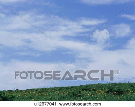 Yellow flowers growing in field View Large Photo Image Stock Image - Yellow flowers growing in field. Fotosearch