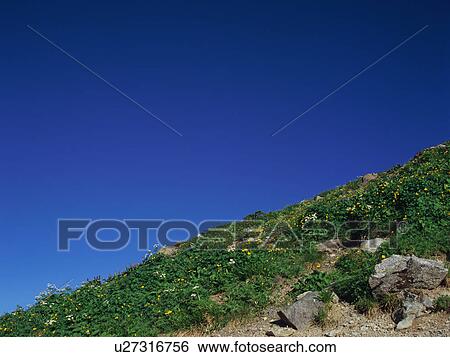 Stock Photograph - Yellow flowers growing in mountain. Fotosearch