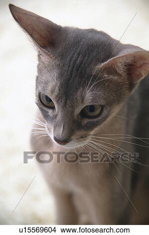 Picture - Abyssinian cat, close-up. Fotosearch