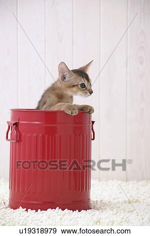 Abyssinian cat in a bucket View Large Photo Image Stock Photo - Abyssinian cat in a bucket. Fotosearch