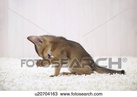 Stock Image - Abyssinian cat licking its paw. Fotosearch
