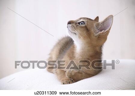 Abyssinian cat looking upwards View Large Photo Image Stock Photo - Abyssinian cat looking upwards. Fotosearch