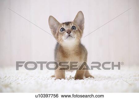 Abyssinian cat looking upwards View Large Photo Image Stock Photograph - Abyssinian cat looking upwards. Fotosearch