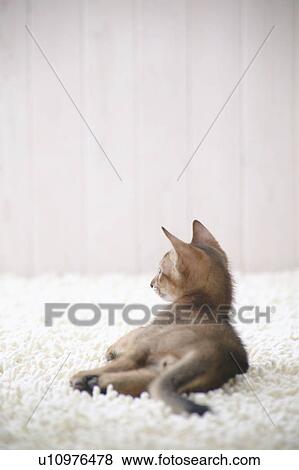 Abyssinian cat lying down View Large Photo Image Stock Photo - Abyssinian cat lying down. Fotosearch