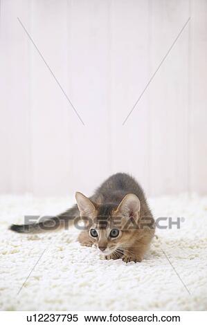 Abyssinian cat lying down View Large Photo Image Stock Photography - Abyssinian cat lying down. Fotosearch