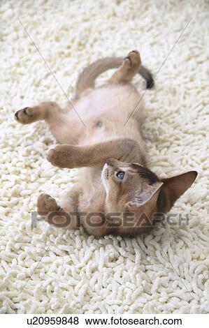 Stock Photo - Abyssinian cat lying on its back. Fotosearch