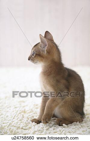 Abyssinian cat sitting View Large Photo Image Stock Image - Abyssinian cat sitting. Fotosearch