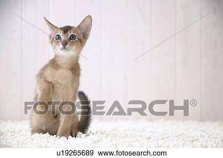 Abyssinian cat sitting View Large Photo Image Stock Photo - Abyssinian cat sitting. Fotosearch