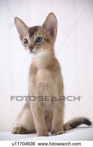 Stock Photograph - Abyssinian cat sitting. Fotosearch