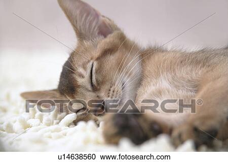 Abyssinian cat sleeping View Large Photo Image Stock Image - Abyssinian cat sleeping. Fotosearch