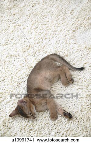 Abyssinian cat sleeping View Large Photo Image Stock Image - Abyssinian cat sleeping. Fotosearch